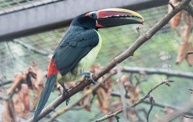 KW_42b_Grünarassaris_eingezogen_19.10.2018_Bild_2_1