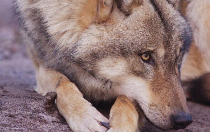 Wolf
