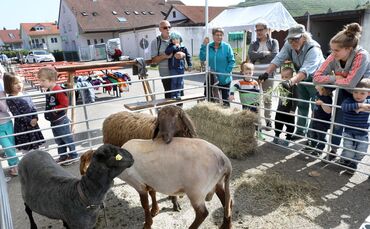 Schaf Schafe scheren Schafschurfest Stetten Kernen Wolle_0