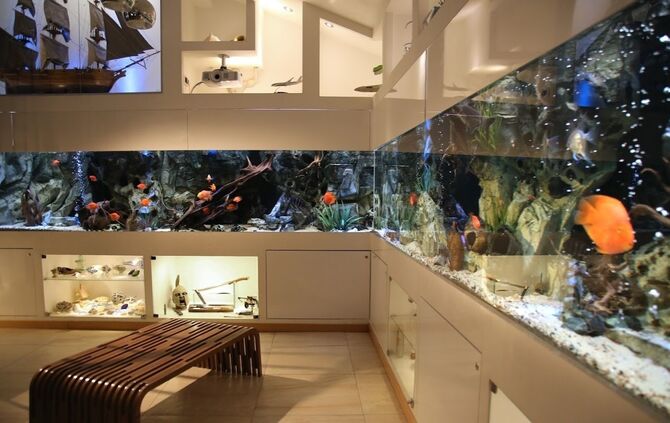 Schorndorfer baut Designer-Aquarien_0