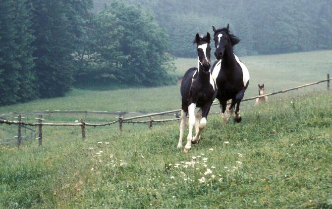 KOL 0305K130 alles rund ums reiten