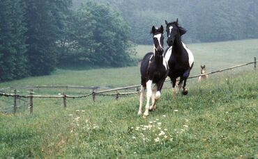 KOL 0305K130 alles rund ums reiten