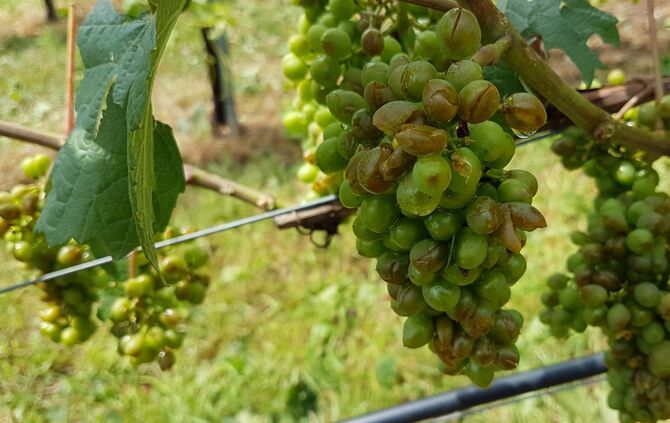 Hagel Trauben Unwetter Wein Unwetter Strümpfelbach Gewitter_0