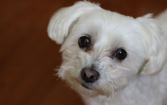 Hundewelpe_0
