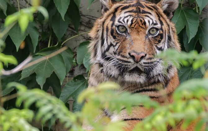 Sumatra Tigerin Dumai Wilhelma