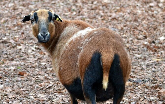 cameroon-sheep-277011_1920_0