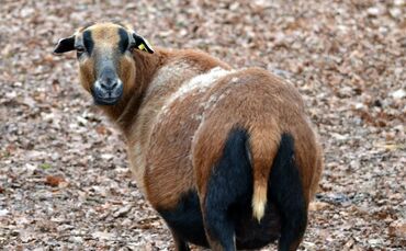 cameroon-sheep-277011_1920_0