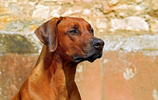 rhodesian-ridgeback-2727035_1920_0