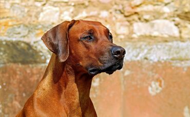 rhodesian-ridgeback-2727035_1920_0