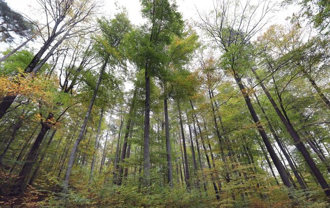 Wald Bäume symbol symbolbild symbolfoto