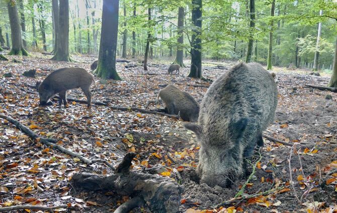 Afrikanische Schweinepest Wildschweine Jagd Jäger Blutprobe_0