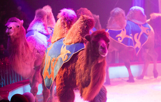 Lions-Club im Weihnachtszirkus - Bild 50_49