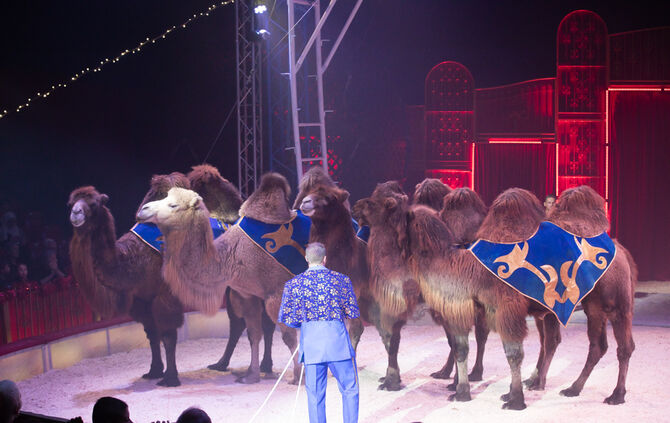 Lions-Club im Weihnachtszirkus - Bild 52_51