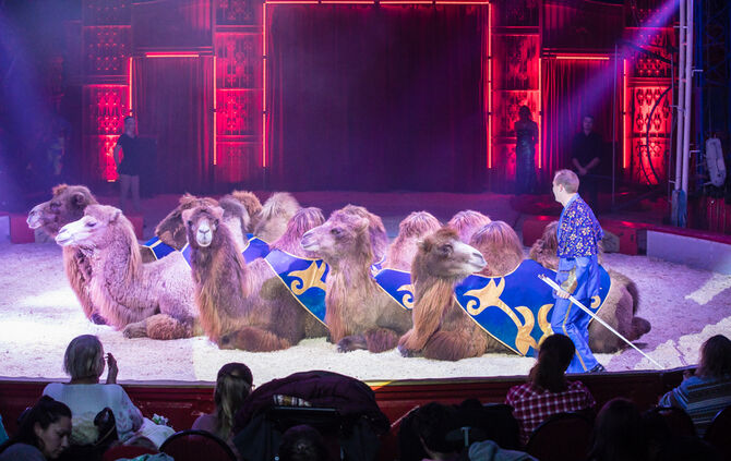 Lions-Club im Weihnachtszirkus - Bild 54_53