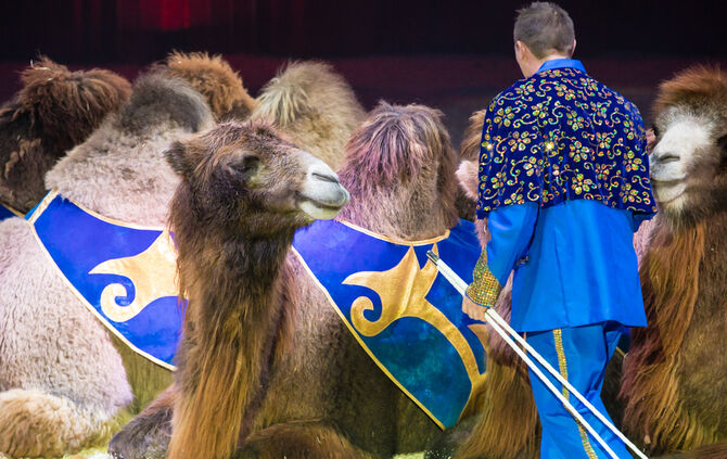 Lions-Club im Weihnachtszirkus - Bild 61_60