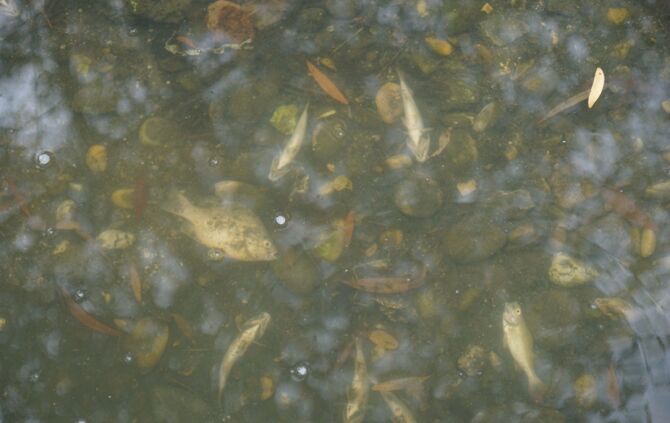 Zehntausende tote Fische im Max-Eyth-See