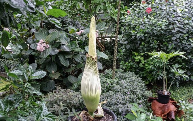 Titanwurz Wilhelma Blüte_0