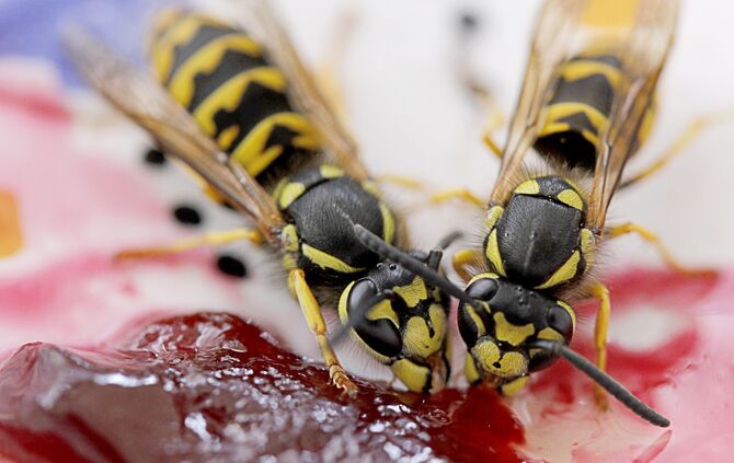 Wespe Kuchen symbol symbolbild symbolfoto
