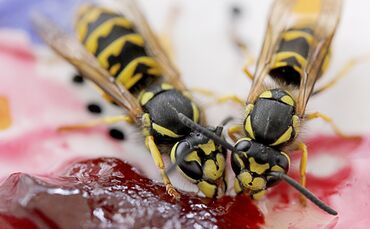 Wespe Kuchen symbol symbolbild symbolfoto