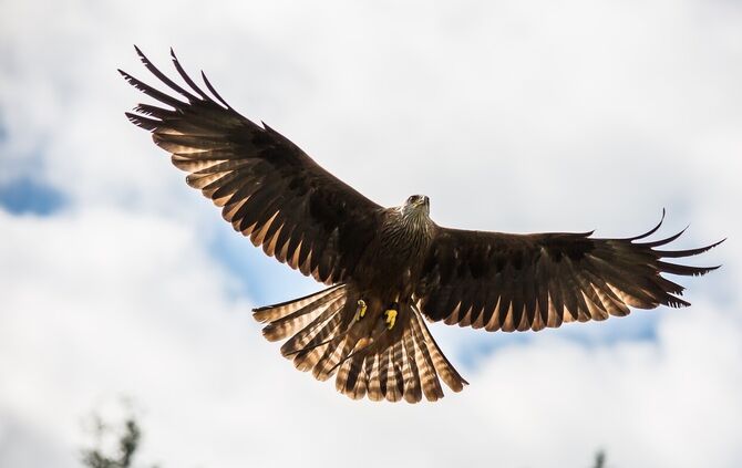 red-kite-1107398_1280_0