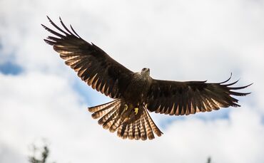 red-kite-1107398_1280_0