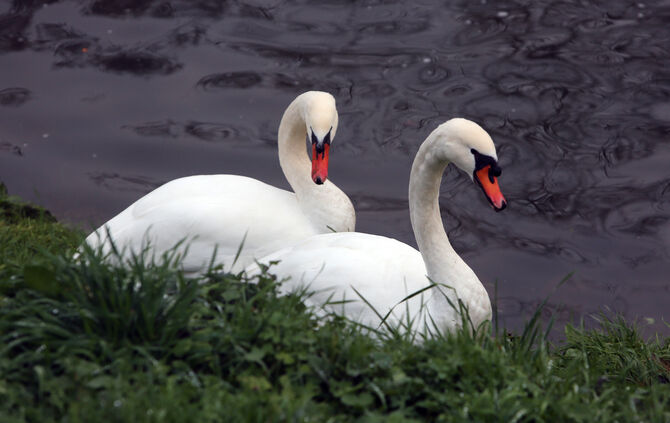 Drama um ausgebüchste Schwäne Schwäbisch Gmünd Sieglinde Gustav_0