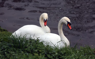 Drama um ausgebüchste Schwäne Schwäbisch Gmünd Sieglinde Gustav_0