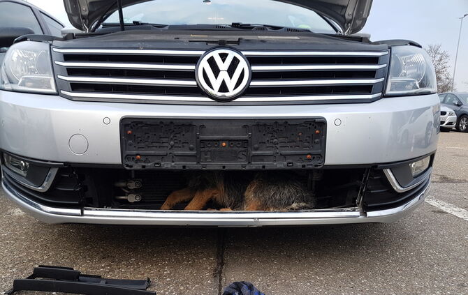 Hund im Kühlergrill Unfall