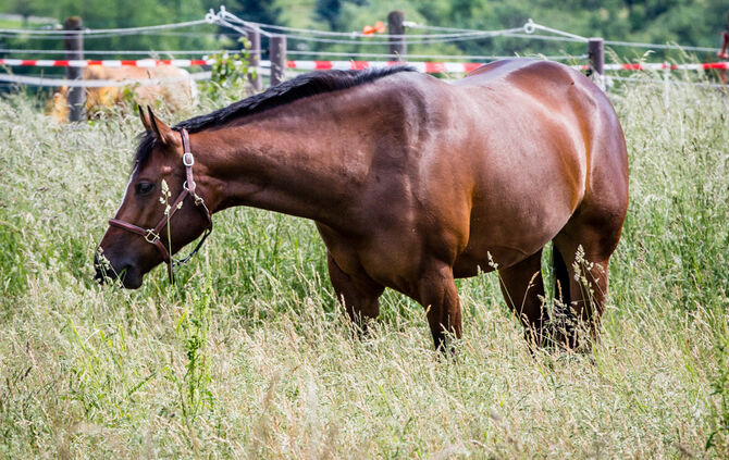 Birkenhof Classic 2018 - Bild 01_1