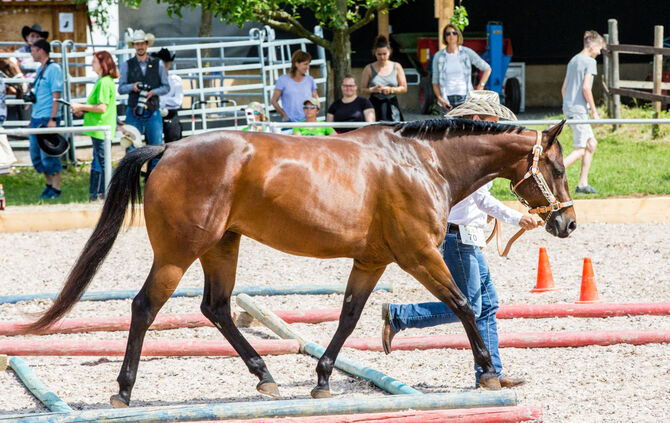 Birkenhof Classic 2018 - Bild 24_24
