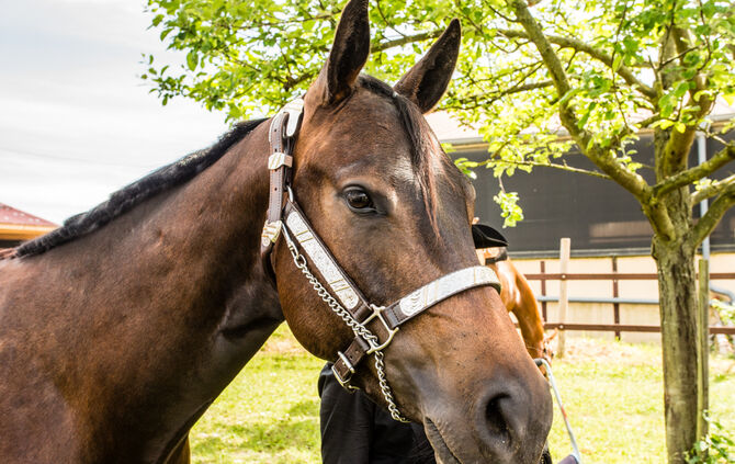 Birkenhof Classic 2018 - Bild 31_31