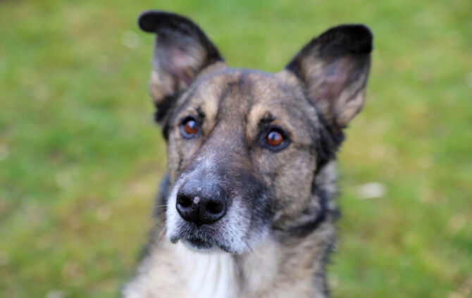Hund