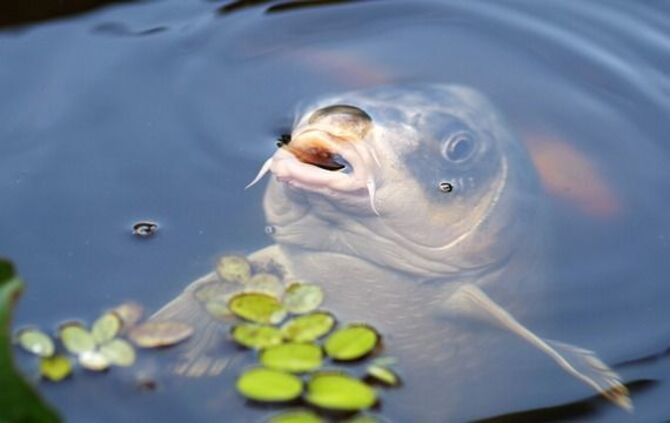 Koi_0