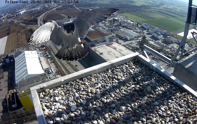 Wanderfalke Schwabenlandtower Falke Fellbach