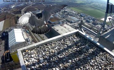 Wanderfalke Schwabenlandtower Falke Fellbach