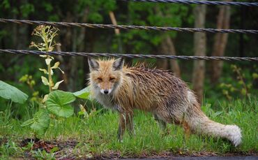 Fuchs Symbol Symbolbild