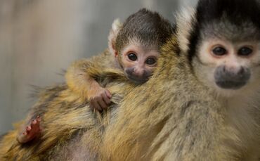 Wilhelma Totenkopfäffchen_0