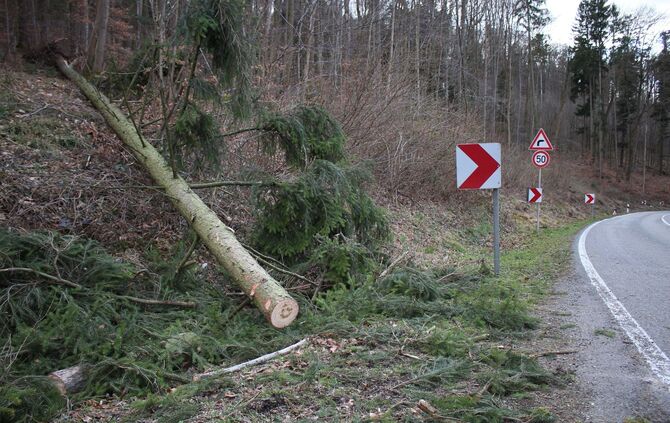 Allmersbach im Tal_Baum stürzt auf Pkw_2