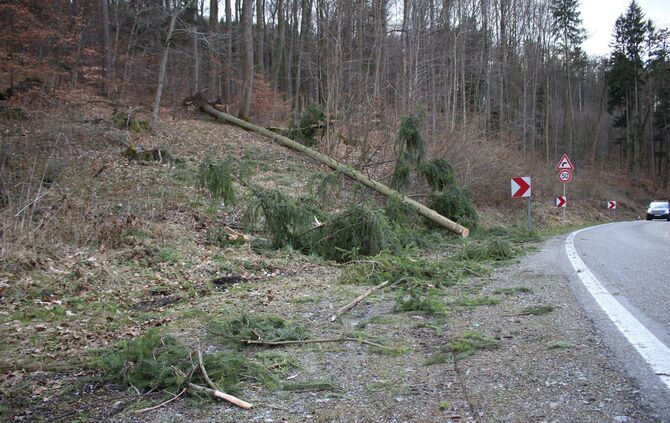 Allmersbach im Tal_Baum stürzt auf Pkw_3