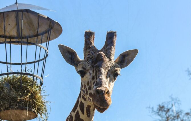 Wilhelma Giraffe Netzgiraffe Dschibuto Frankreich Zoo Tiere_0