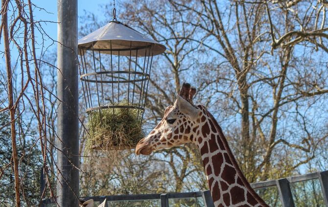 Wilhelma Giraffe Netzgiraffe Dschibuto Frankreich Zoo Tiere_1