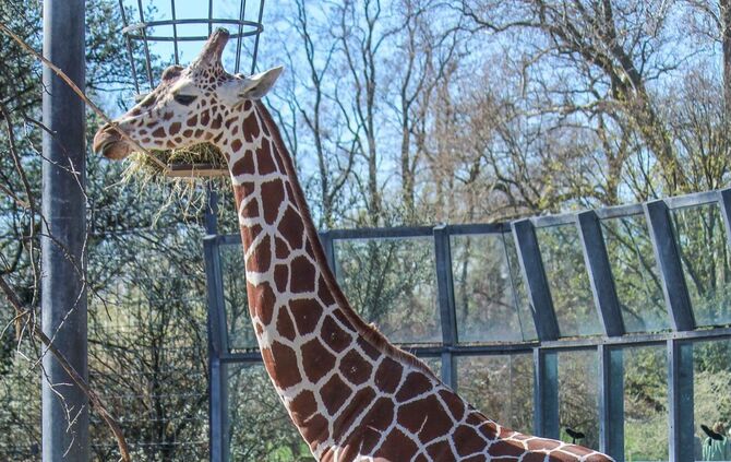 Wilhelma Giraffe Netzgiraffe Dschibuto Frankreich Zoo Tiere_2