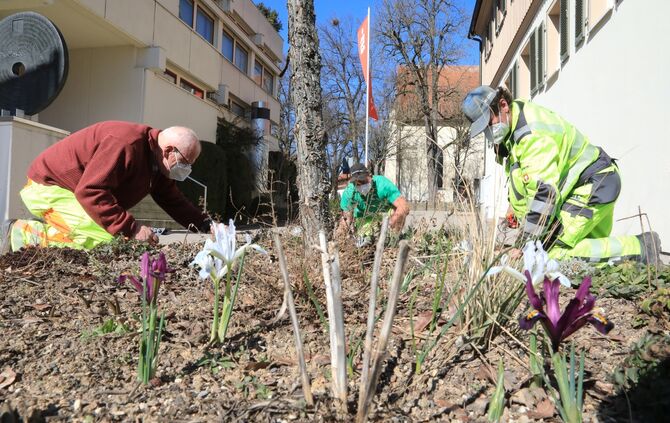 Satdtgärtner Wildstauden