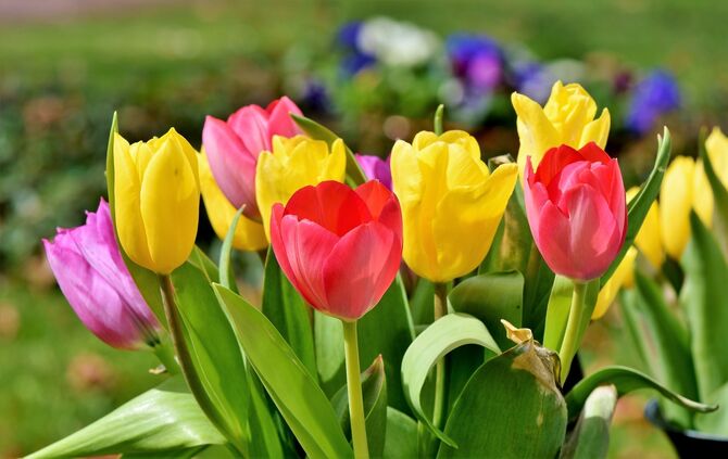 Tulpen Blumen Frühling Blumenwiese Blumenbeet Tulpe_0