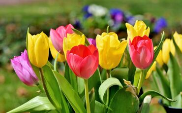 Tulpen Blumen Frühling Blumenwiese Blumenbeet Tulpe_0