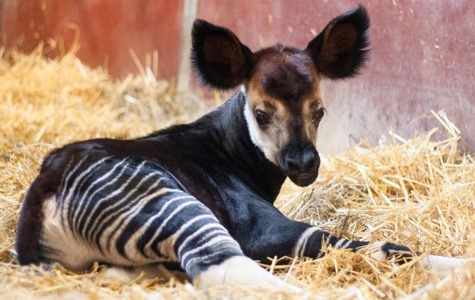 Okapi Wilhelma_0