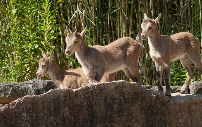 Steinböcke Wilhelma_0