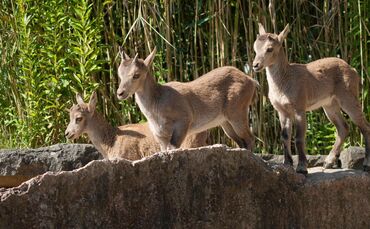 Steinböcke Wilhelma_0