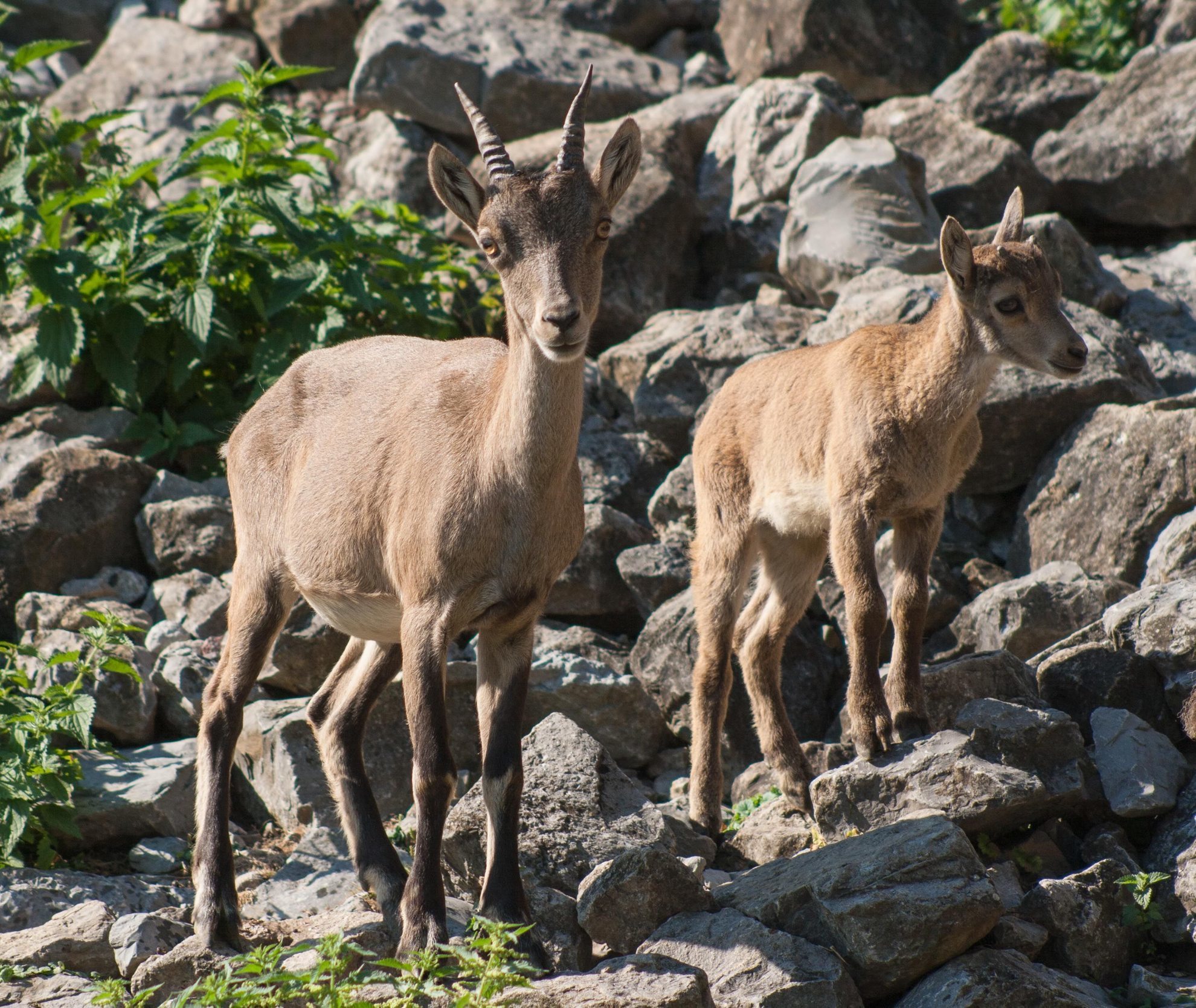 Nachwuchs bei den Alpensteinböcken - Nachrichten aus Stuttgart ...