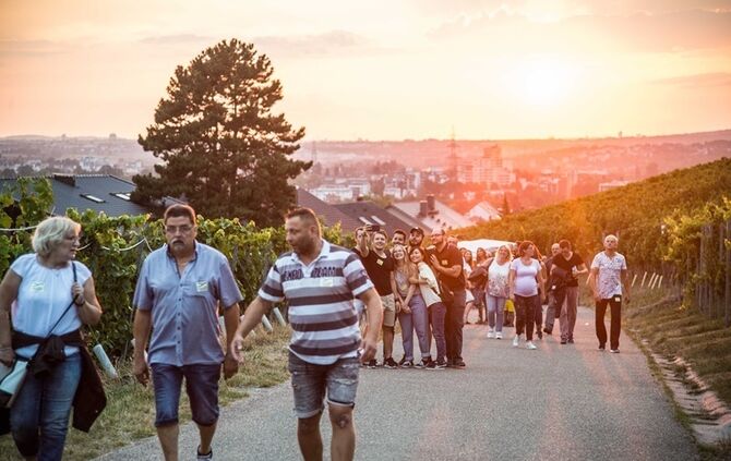 Leuchtender Weinberg - Bild 02_2